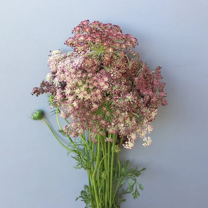 Queen Anne's Lace | DIY Flower Mart | Orlando, FL